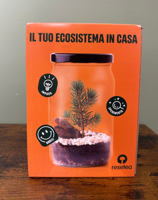 Ecosistema pino - TERRARIUM